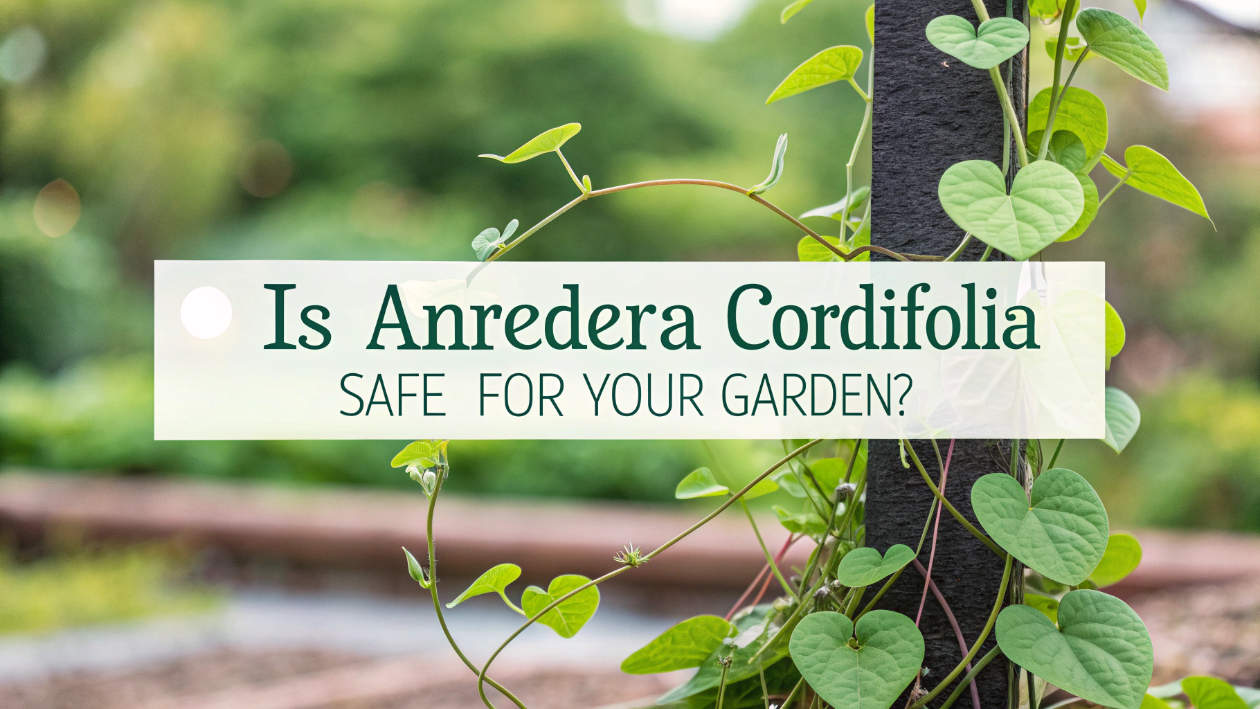 5 Risks of Anredera Cordifolia | TheHomeSprouts