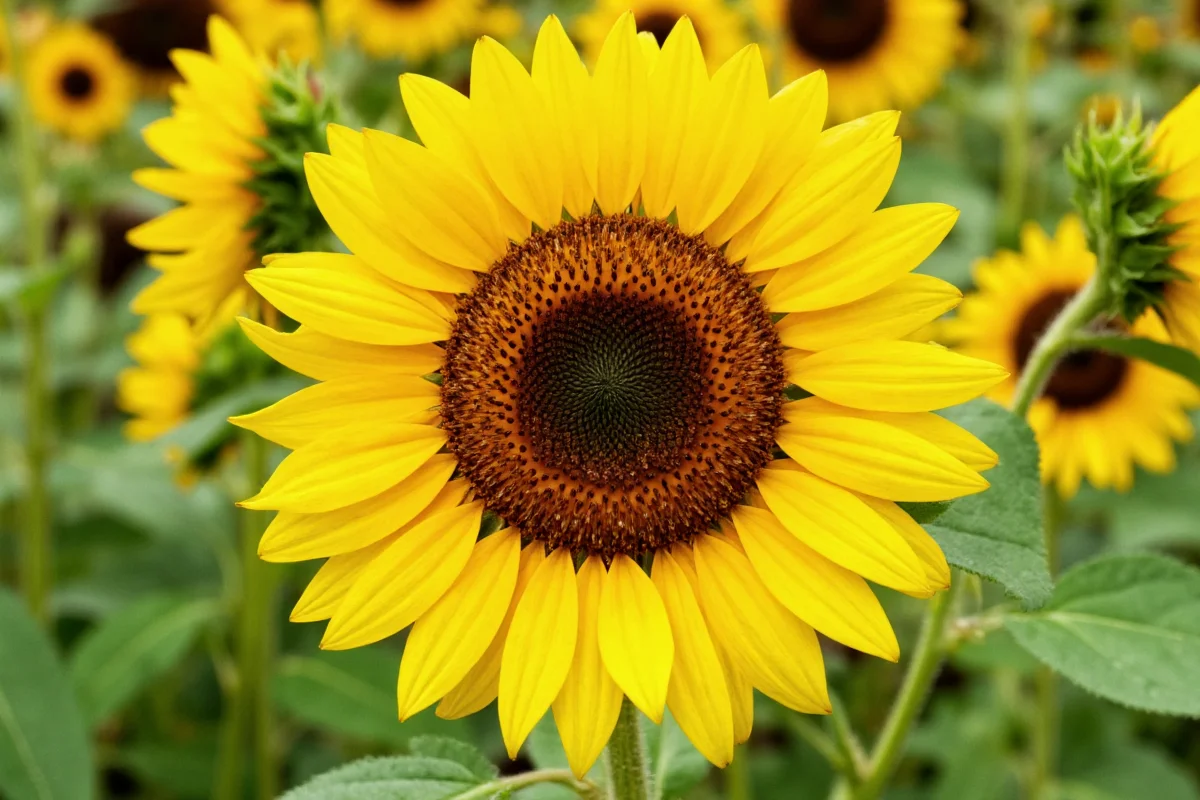 May 29 Sunflower: Meaning & Care | TheHomeSprouts
