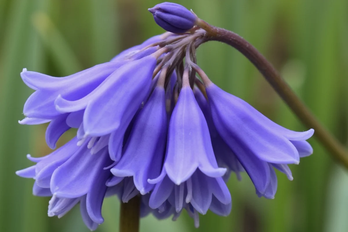 May 3 Bluebell: 5 Meanings & Care Tips | TheHomeSprouts