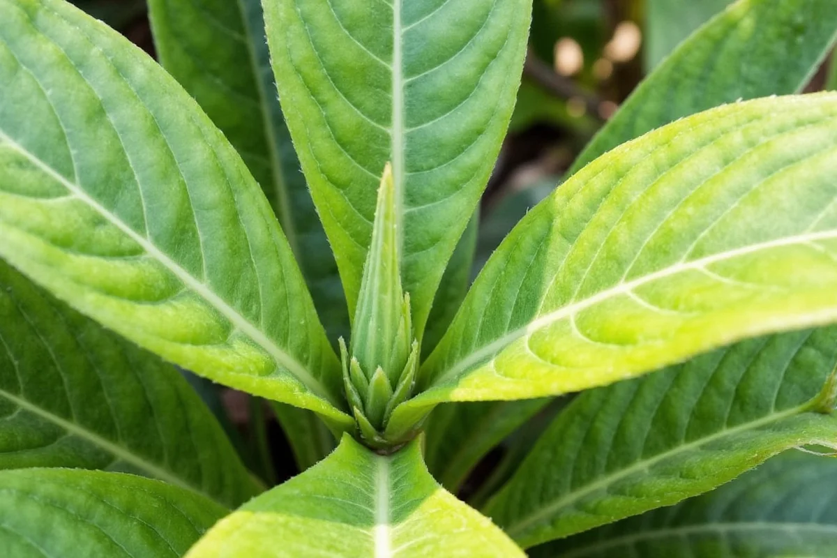 Prune Rubber Plants in 3 Steps | TheHomeSprouts