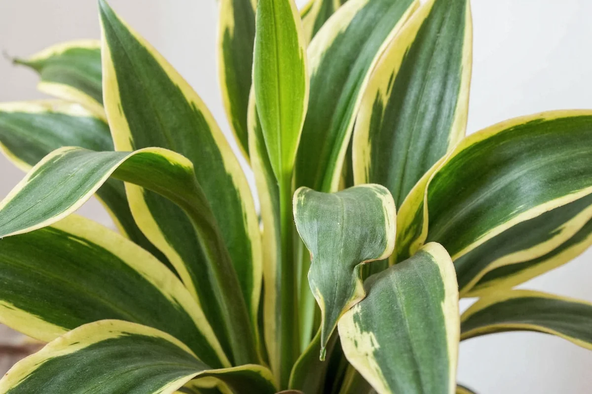 Snake Plant Watering: 5 Rules for Success | TheHomeSprouts