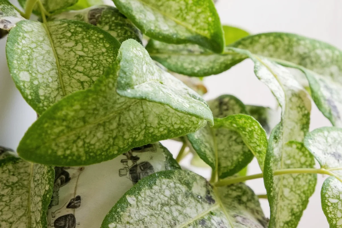 Propagate Money Plants in 3 Steps | TheHomeSprouts