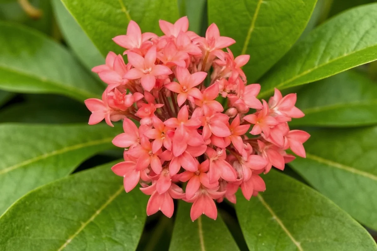 Kalanchoe Perennials: 3 Climate Zones | TheHomeSprouts