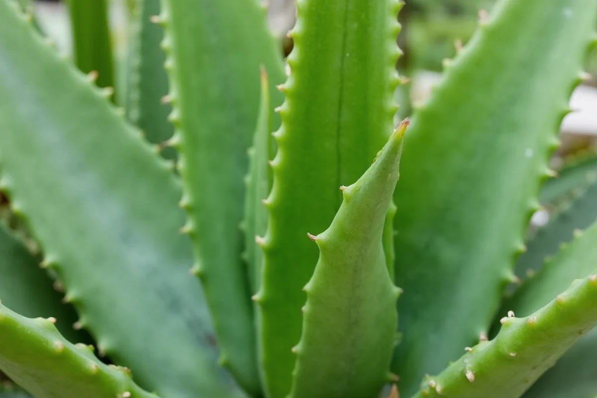 5 Aloe Vera Types Explained | TheHomeSprouts