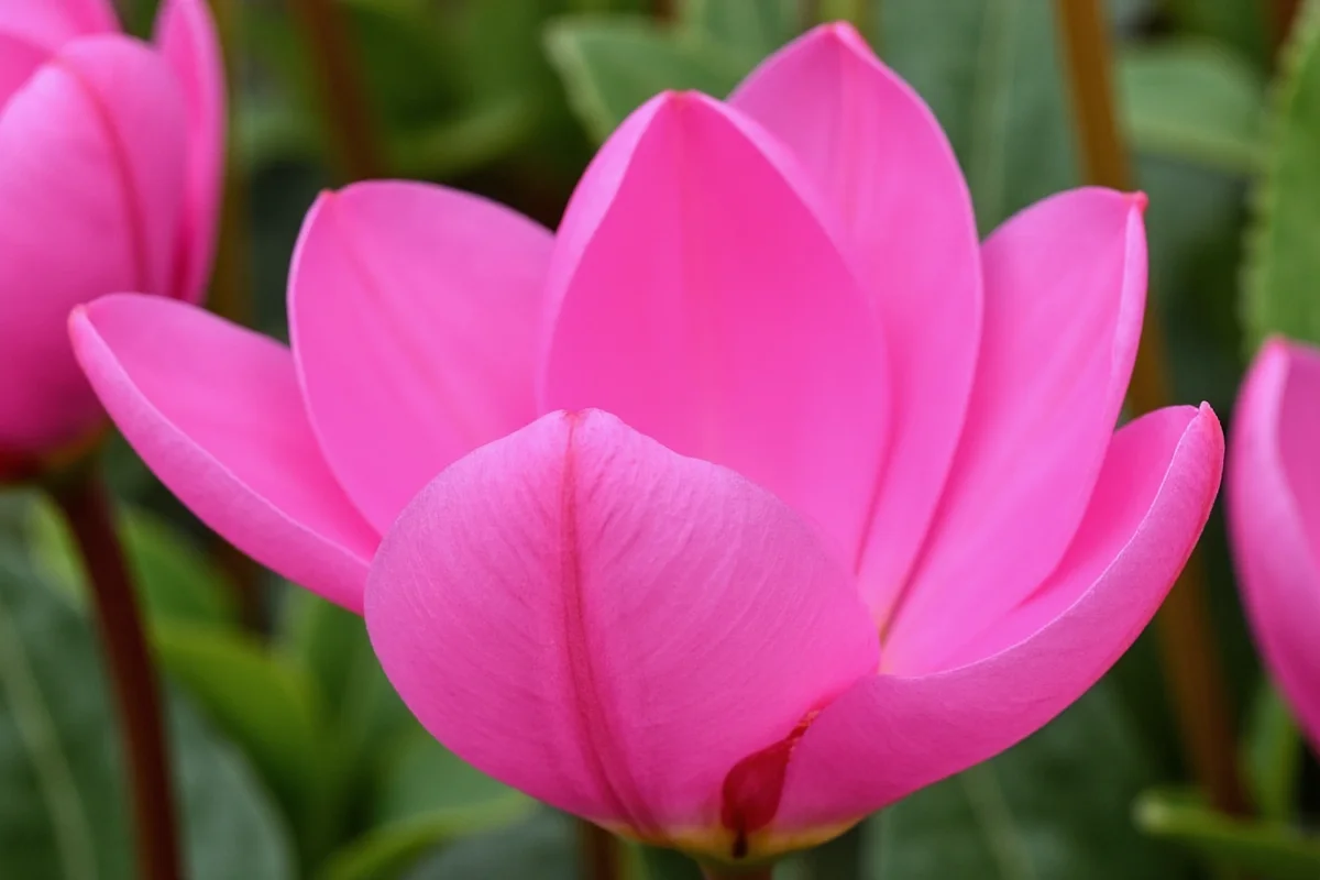 February 15 Cyclamen: 5 Care Tips | TheHomeSprouts