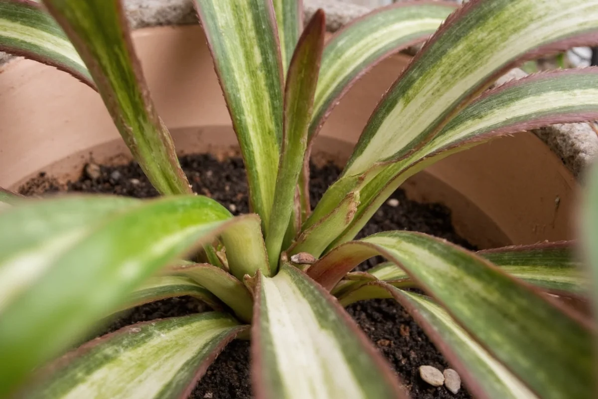 Reroot Snake Plants in 3 Steps | TheHomeSprouts