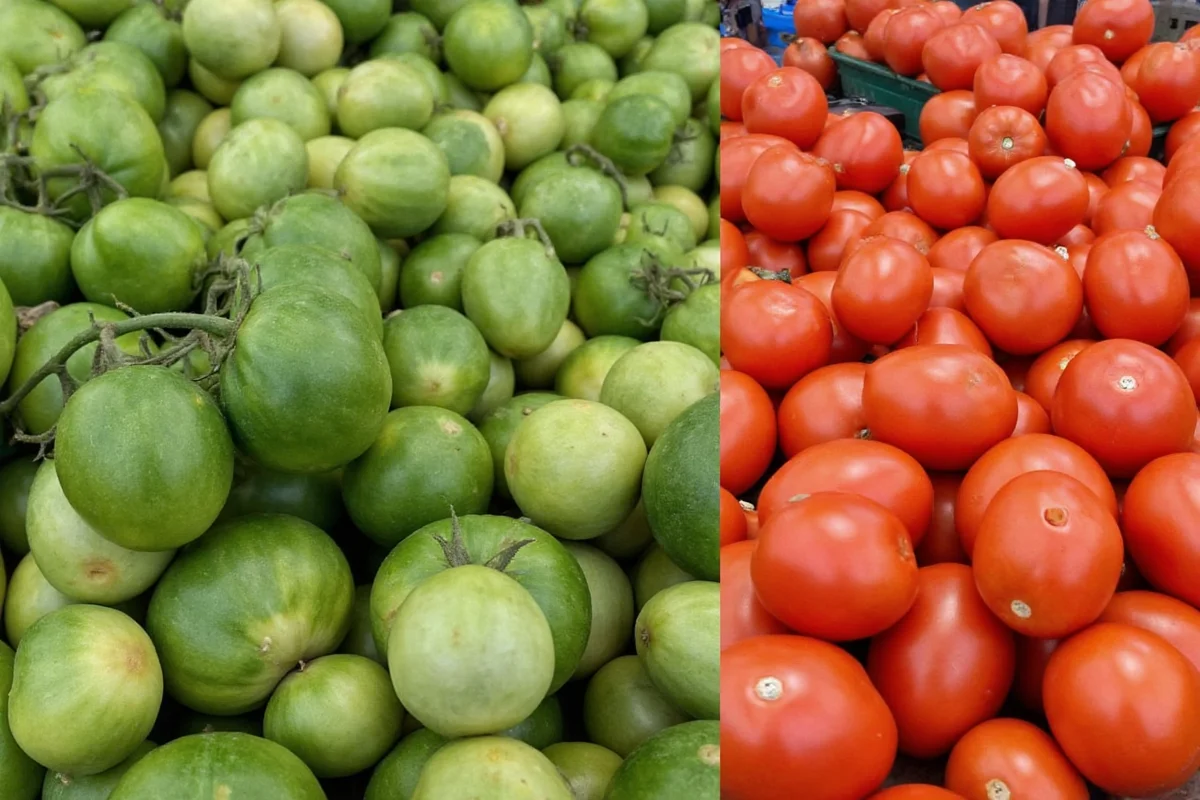 Perfect Tomato Plant Count Per Person | TheHomeSprouts