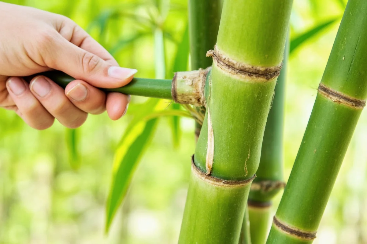 Save Your Bamboo: 5 Revival Steps | TheHomeSprouts