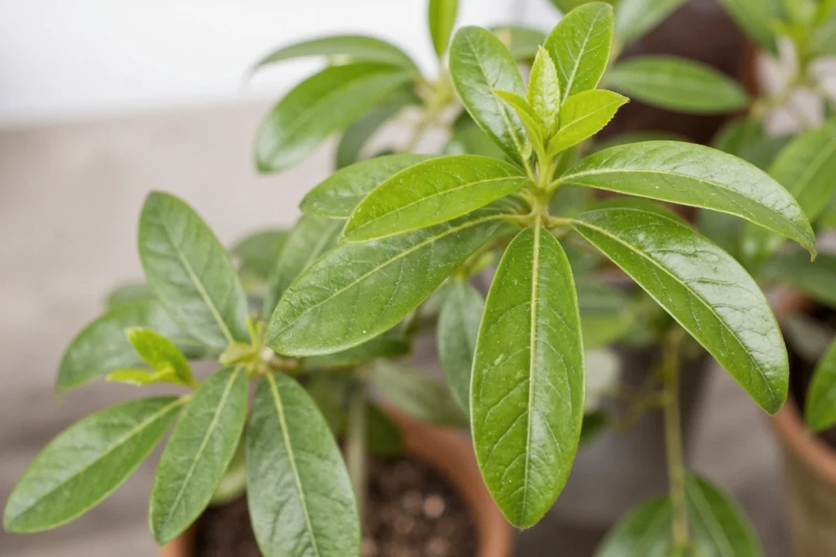 Money Tree Plant Care: 7 Expert Tips | TheHomeSprouts