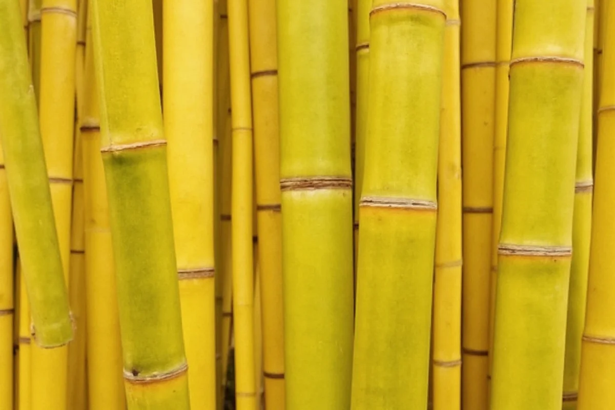 5 Reasons Bamboo Turns Yellow | TheHomeSprouts