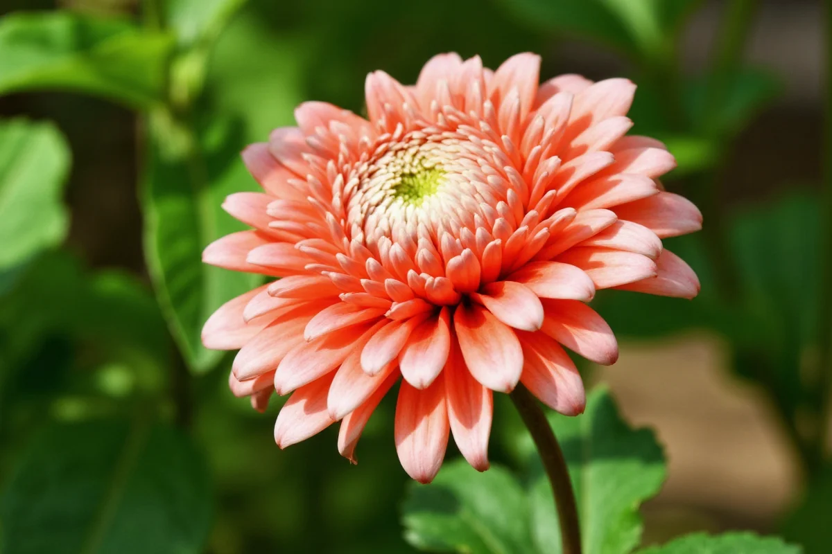 July 18 Birth Flower: Chrysanthemum Care | TheHomeSprouts