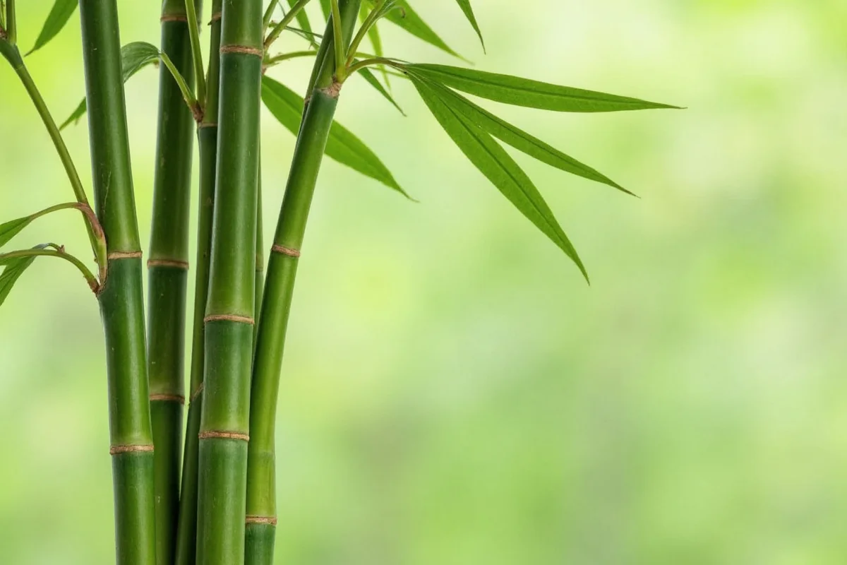 Bamboo Lifespan: 100+ Years Explained | TheHomeSprouts