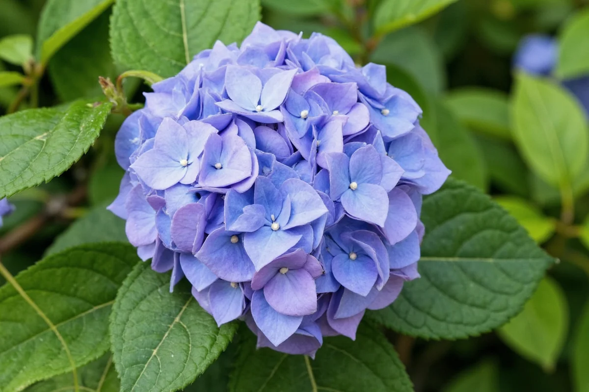 Prune Hydrangeas Right: 3 Types Guide | TheHomeSprouts