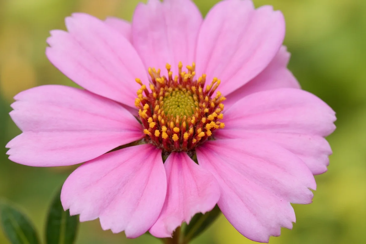 March 11 Birth Flower: Hawthorn Meaning | TheHomeSprouts