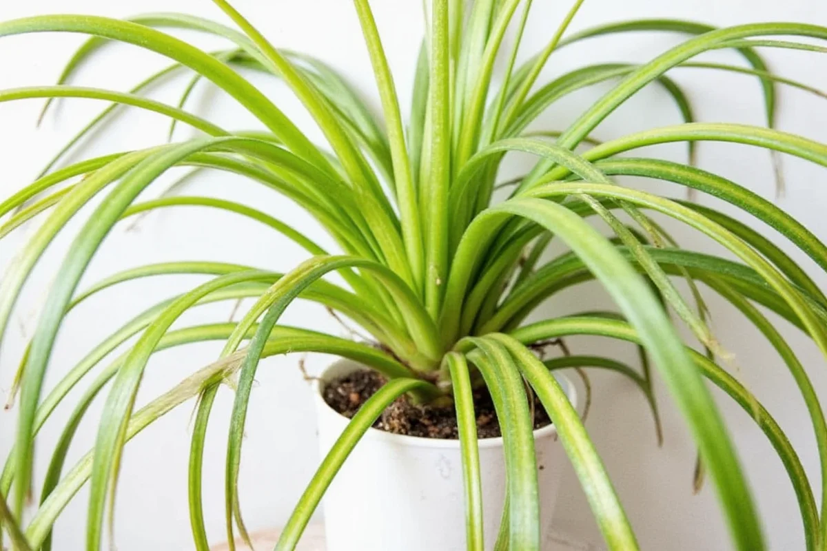 5 Ways to Fix a Drooping Spider Plant | TheHomeSprouts