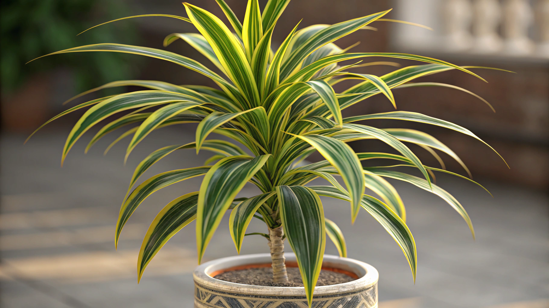 Dracaena Plant Care: Your Guide to Growing Indoor Elegance