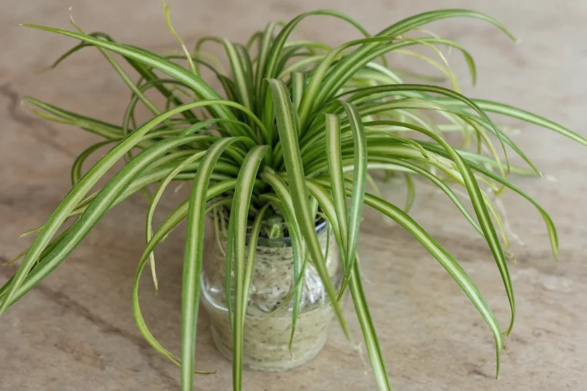 Propagate Spider Plants in Water | TheHomeSprouts