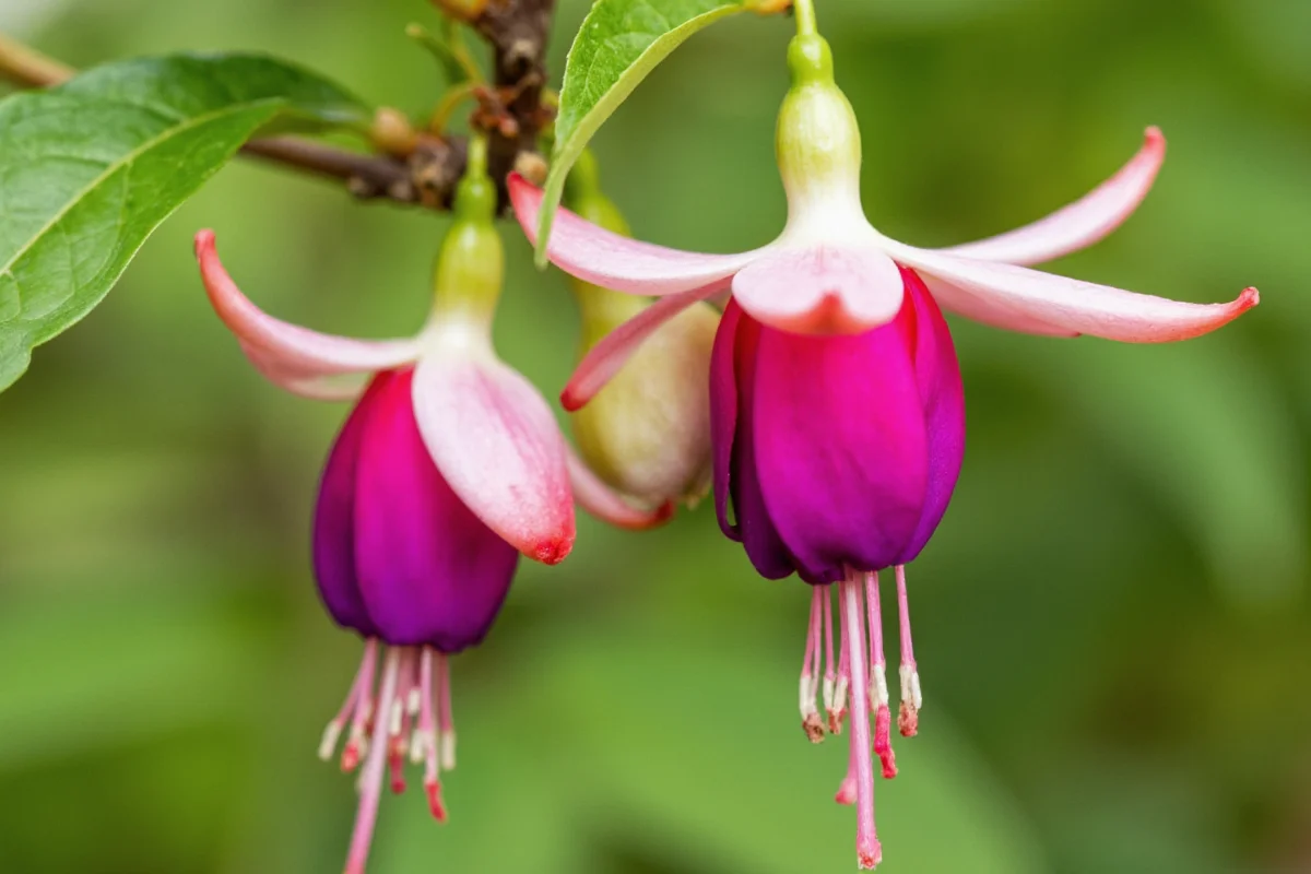 July 26 Birth Flower: Fuchsia Meanings | TheHomeSprouts