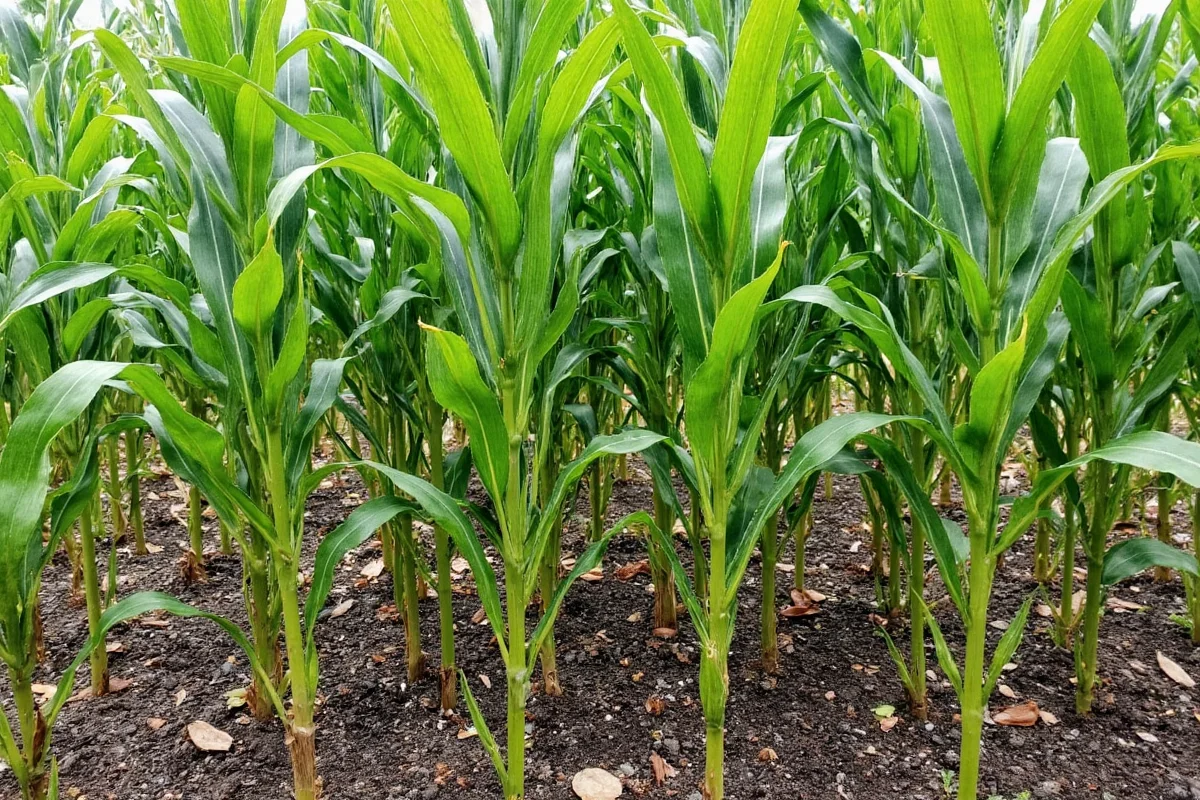 5 Corn Plant Care Tips | TheHomeSprouts