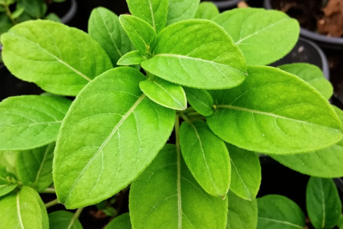 Money Plant Growth: 7 Pro Tips | TheHomeSprouts
