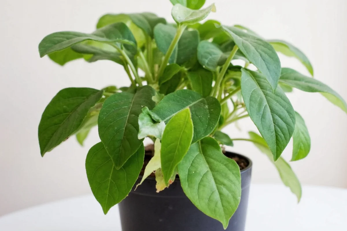 Money Plant Guide: 5 ID Tips | TheHomeSprouts