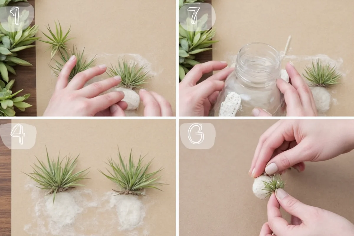 Propagate Air Plants in 3 Steps | TheHomeSprouts