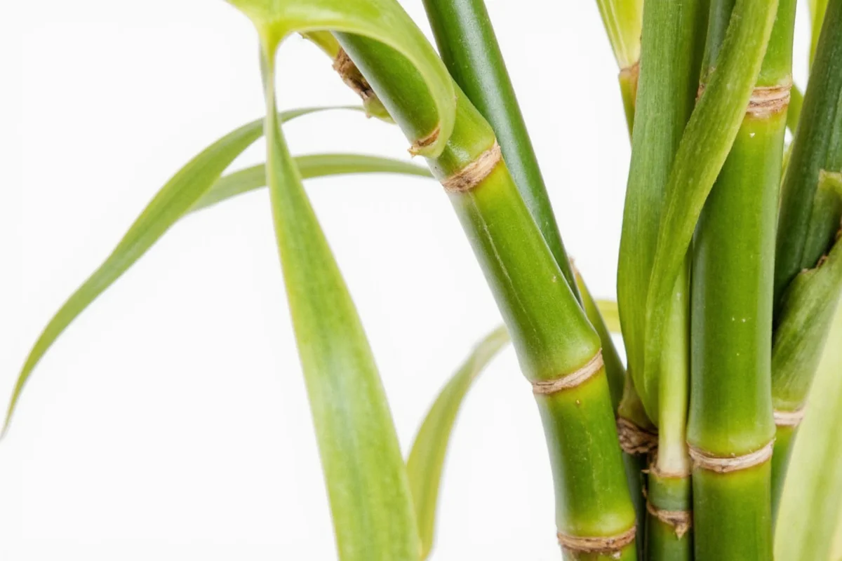5 Reasons Lucky Bamboo Turns Yellow | TheHomeSprouts