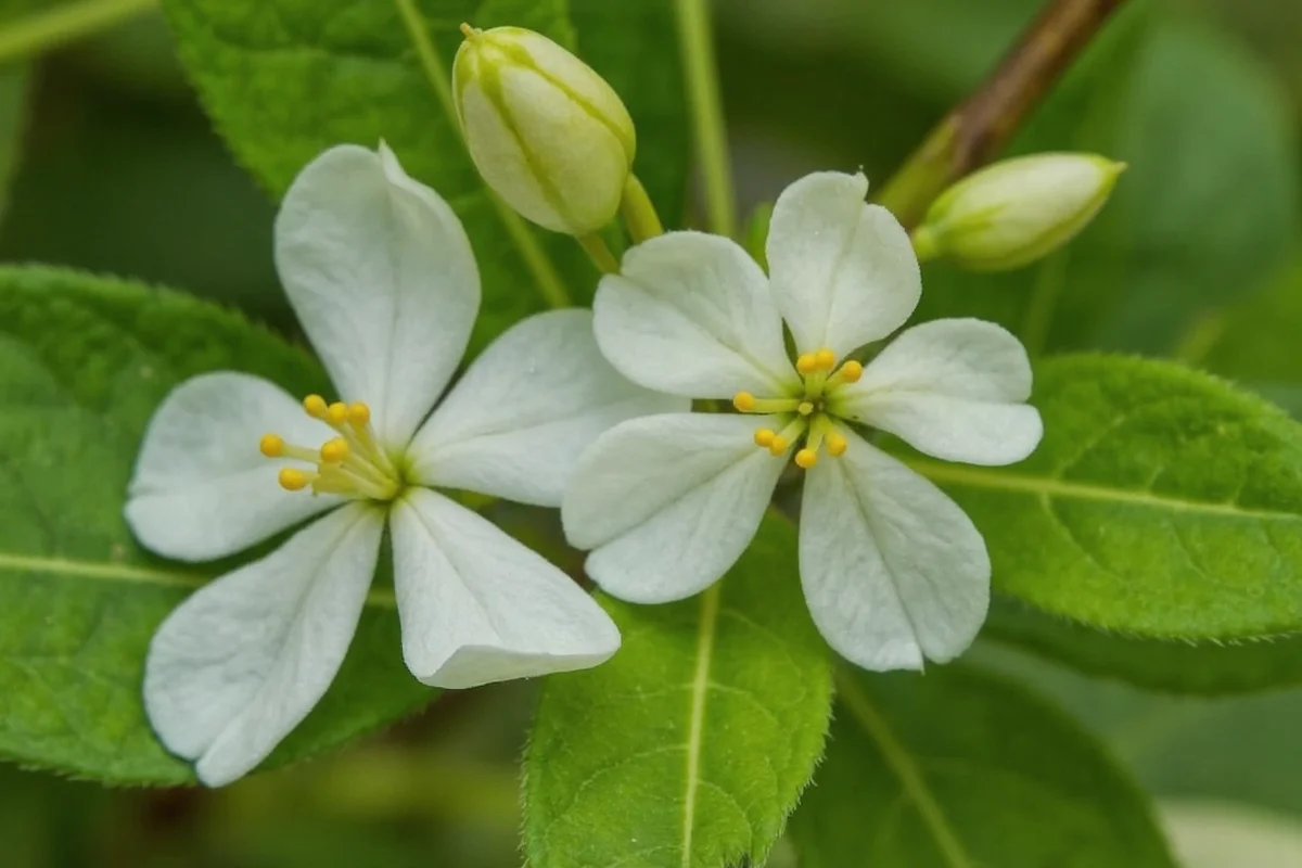 January 3 Birth Flower: Birch Care Guide | TheHomeSprouts