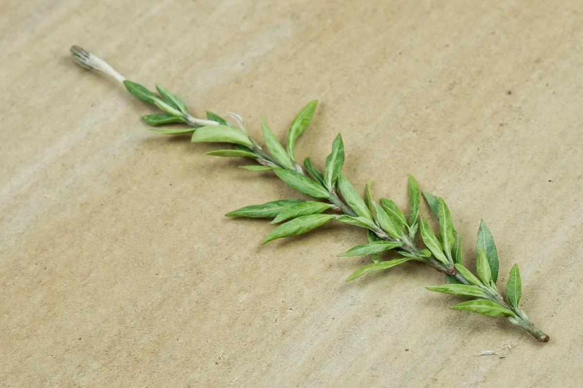 Braid Money Trees in 5 Steps | TheHomeSprouts