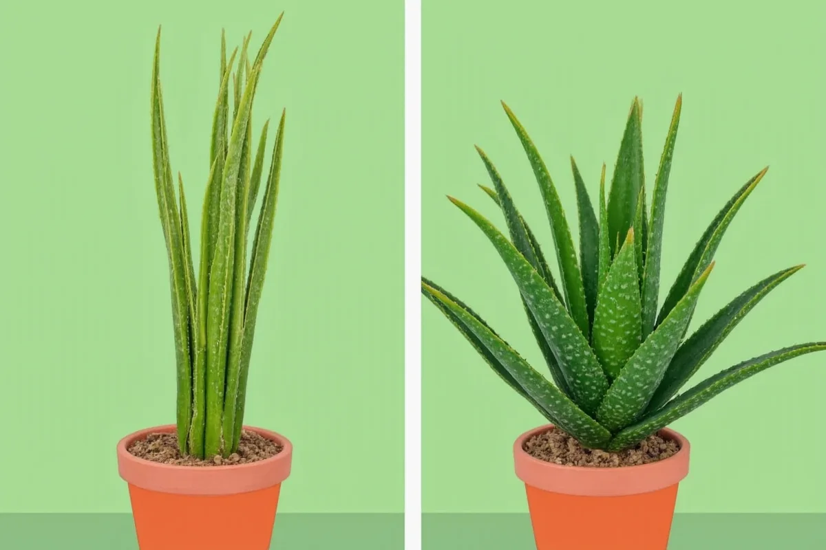 Is Aloe a Succulent? 5 Reasons Why | TheHomeSprouts