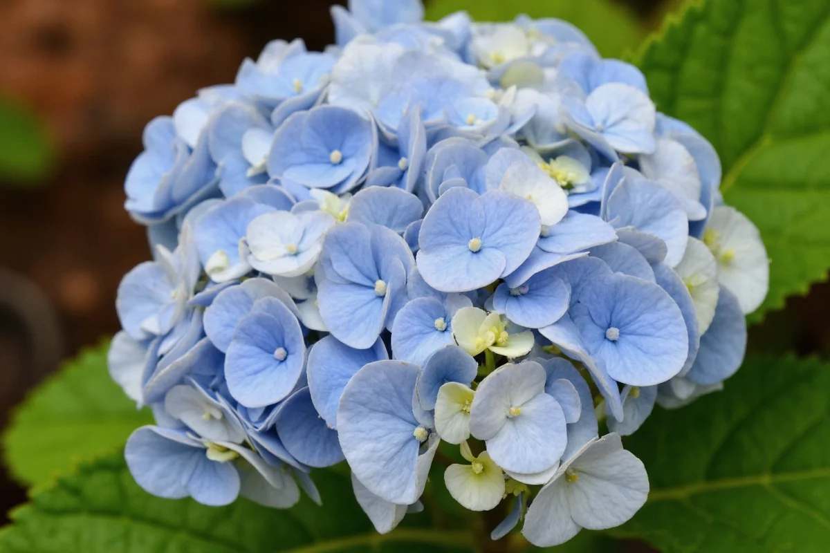 Grow Hydrangeas from Seeds: 5 Steps | TheHomeSprouts