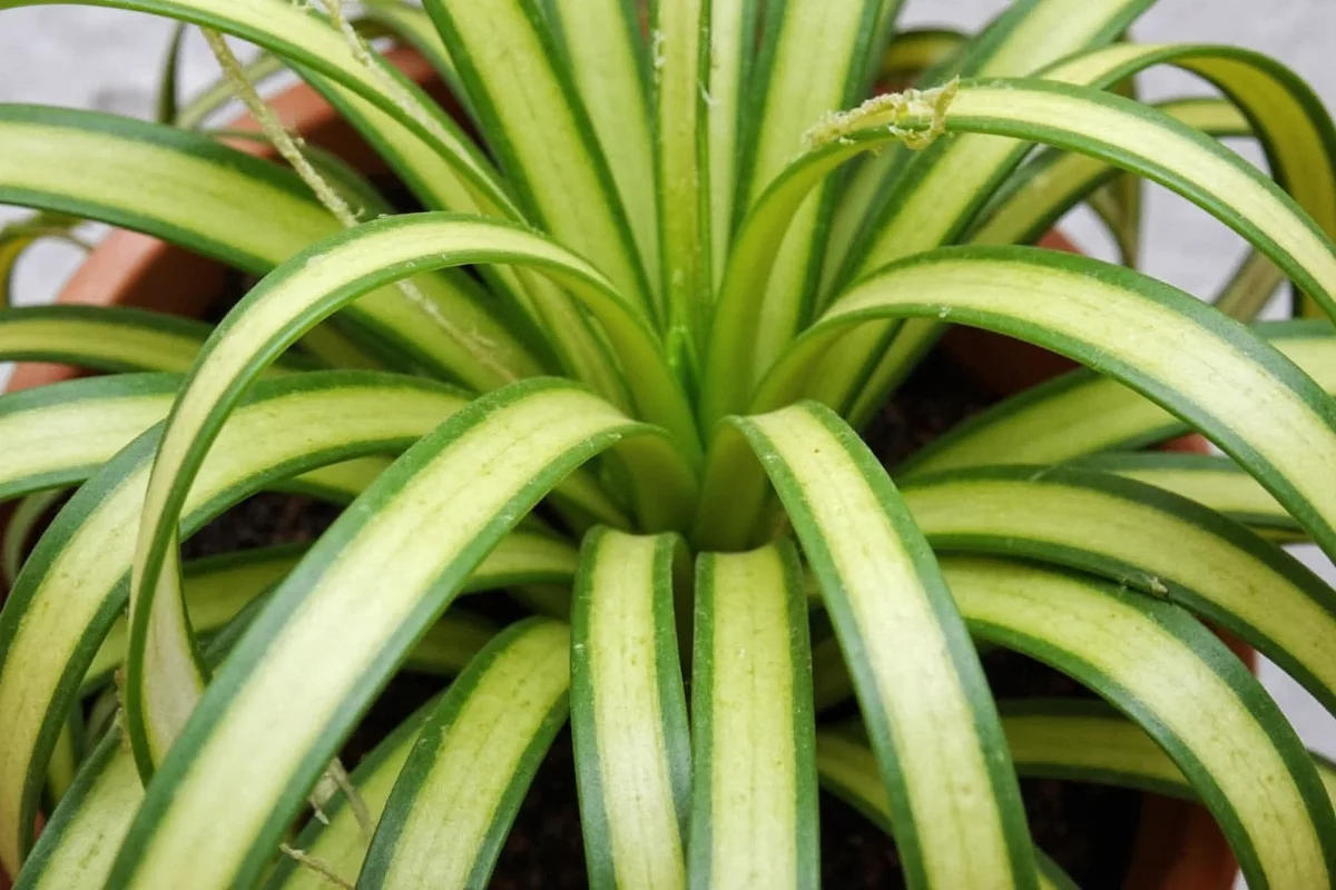 Divide Spider Plants in 3 Steps | TheHomeSprouts