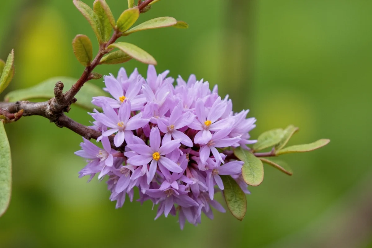 March 21 Oak Flower: Meaning & Care | TheHomeSprouts