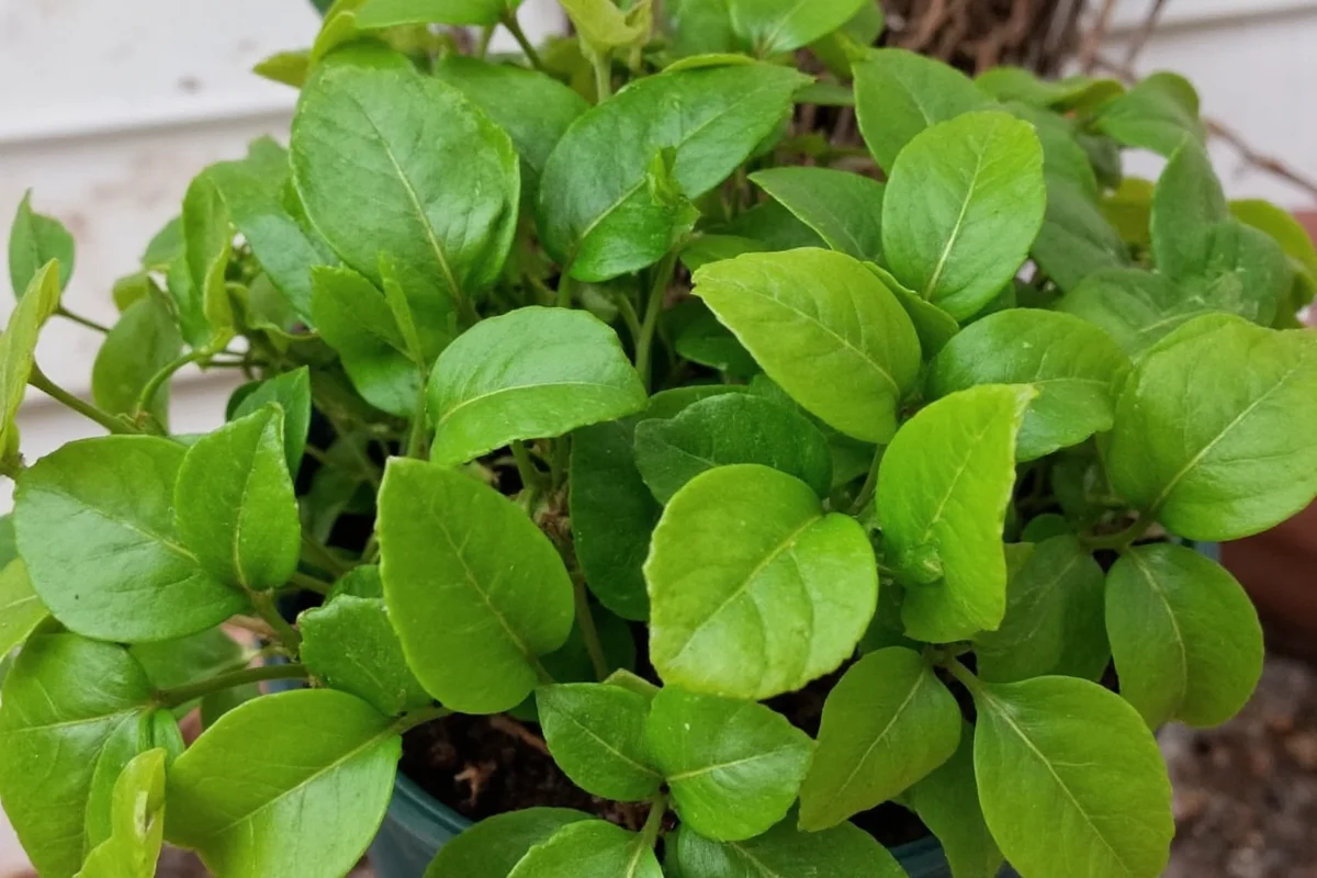 7 Ivy Plant Care Tips for Success | TheHomeSprouts