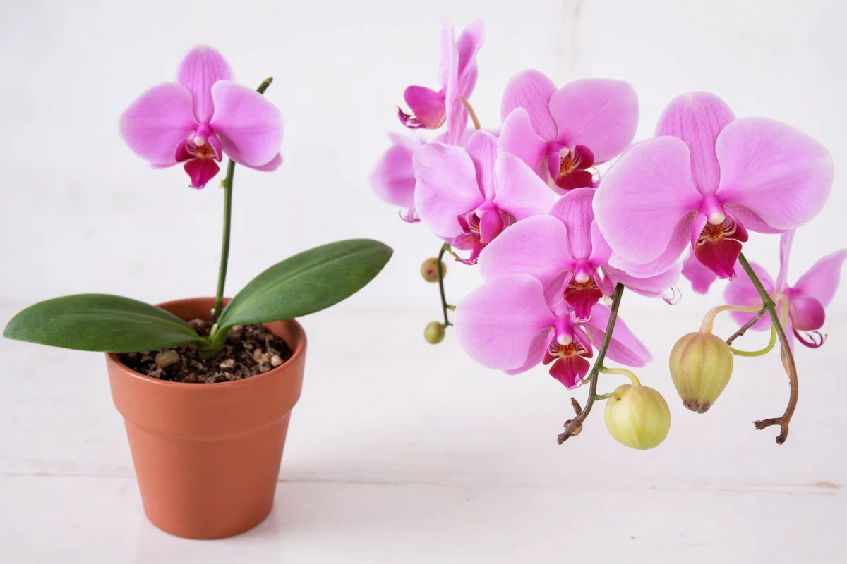 28,000+ Orchid Species Explained | TheHomeSprouts