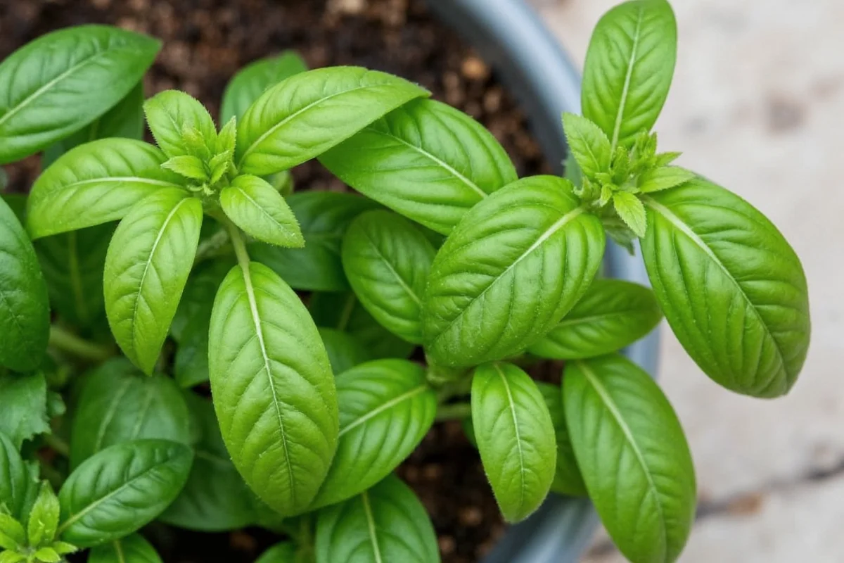 5 Basil Cutting Secrets for Bigger Harvests | TheHomeSprouts