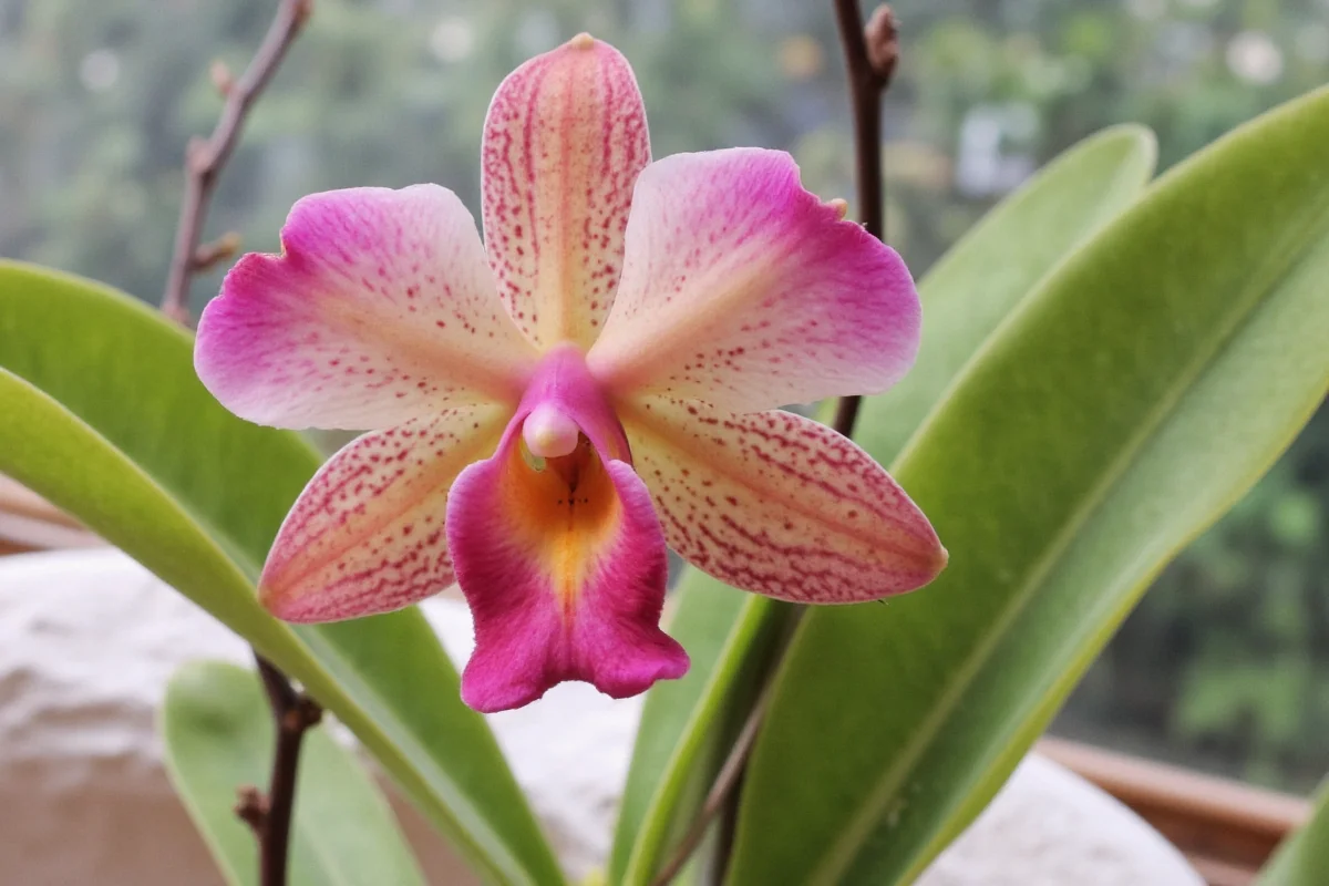 5 Steps to Rebloom Orchids | TheHomeSprouts