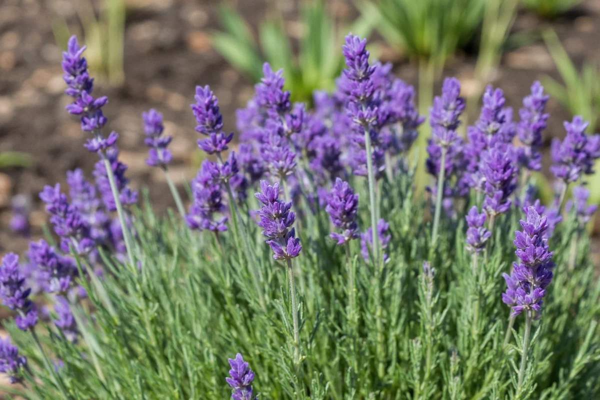 Plant Rosemary & Lavender Together | TheHomeSprouts