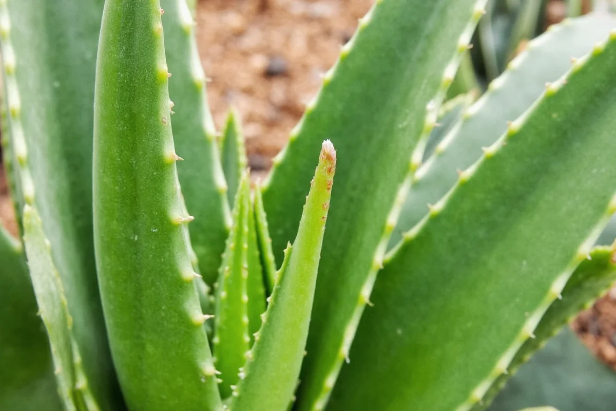 Make Aloe Vera Flower: 3 Simple Steps | TheHomeSprouts