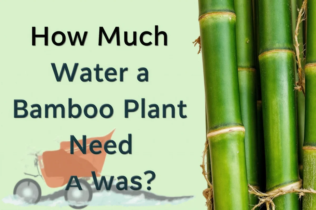 Bamboo Watering Guide: 7 Tips | TheHomeSprouts