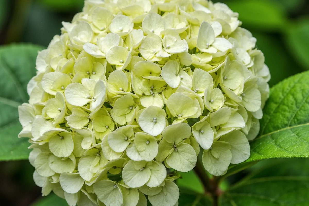 Root Hydrangeas in 3 Steps | TheHomeSprouts