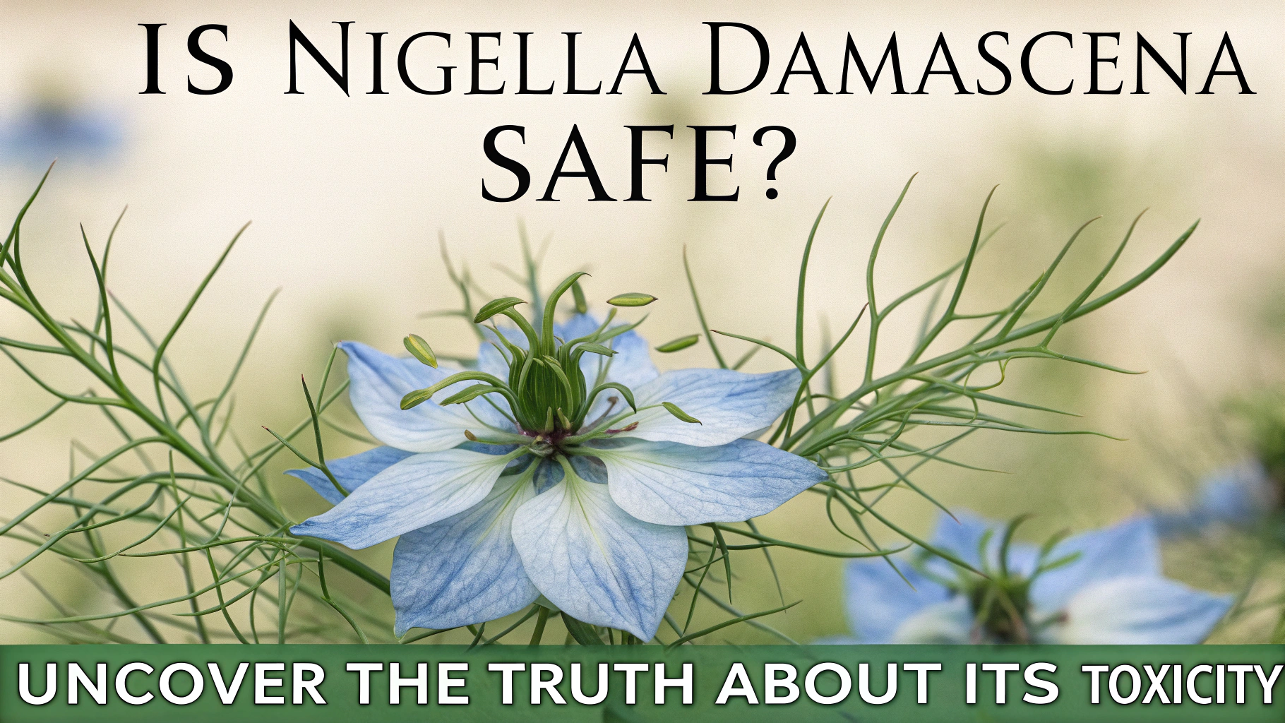Is Nigella Damascena Toxic? | TheHomeSprouts