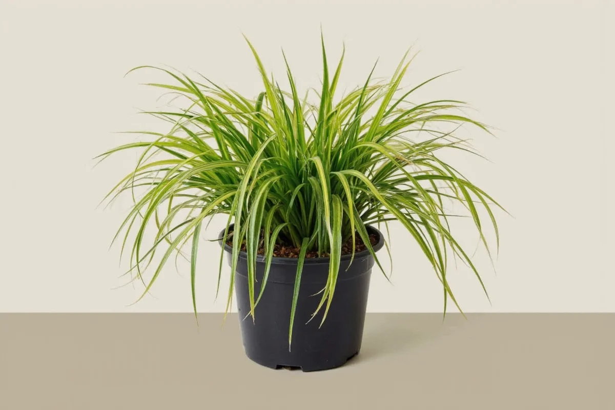 Spider Plant Watering Guide | TheHomeSprouts