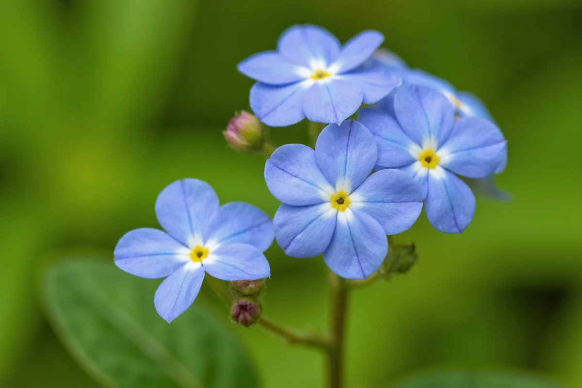 September 6 Birth Flower: Forget-Me-Not | TheHomeSprouts