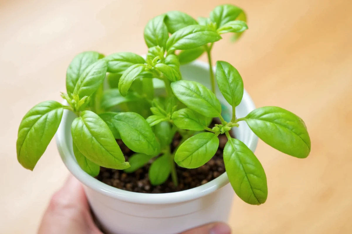 5 Tips to Grow Basil Indoors | TheHomeSprouts