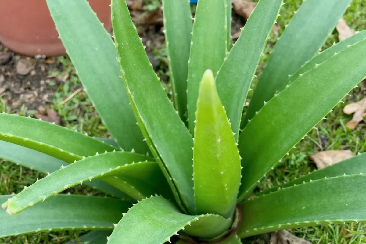 Aloe Vera Size Guide: Indoor & Outdoor | TheHomeSprouts