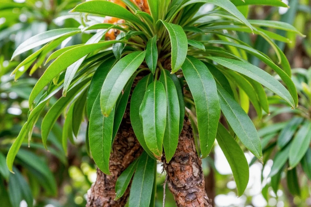 Trim Rubber Trees: 5 Expert Tips | TheHomeSprouts