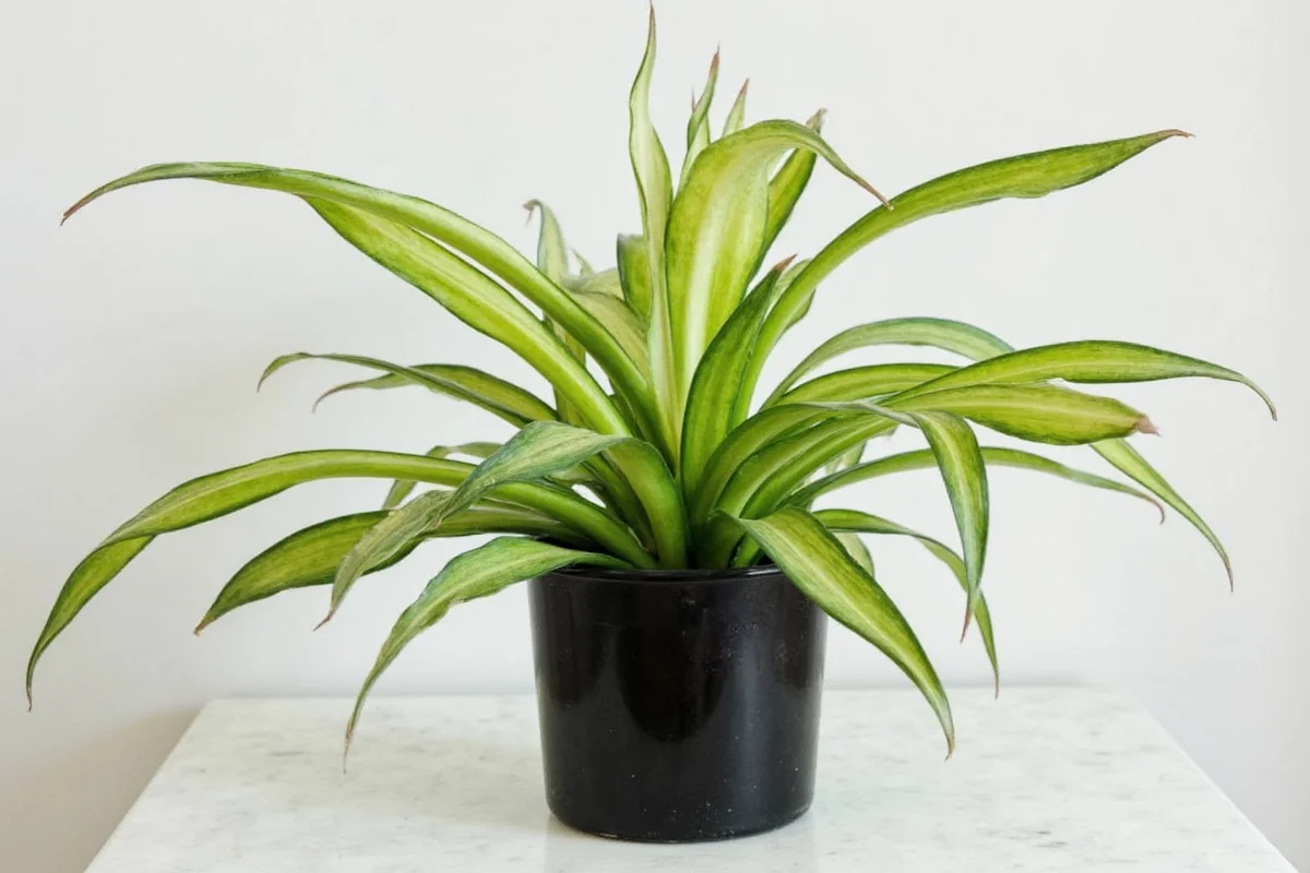 Snake Plant Watering Guide: 5 Expert Tips | TheHomeSprouts