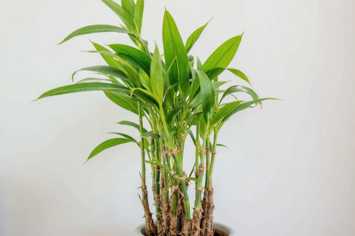 Bamboo Plant Watering Guide: 5 Tips | TheHomeSprouts