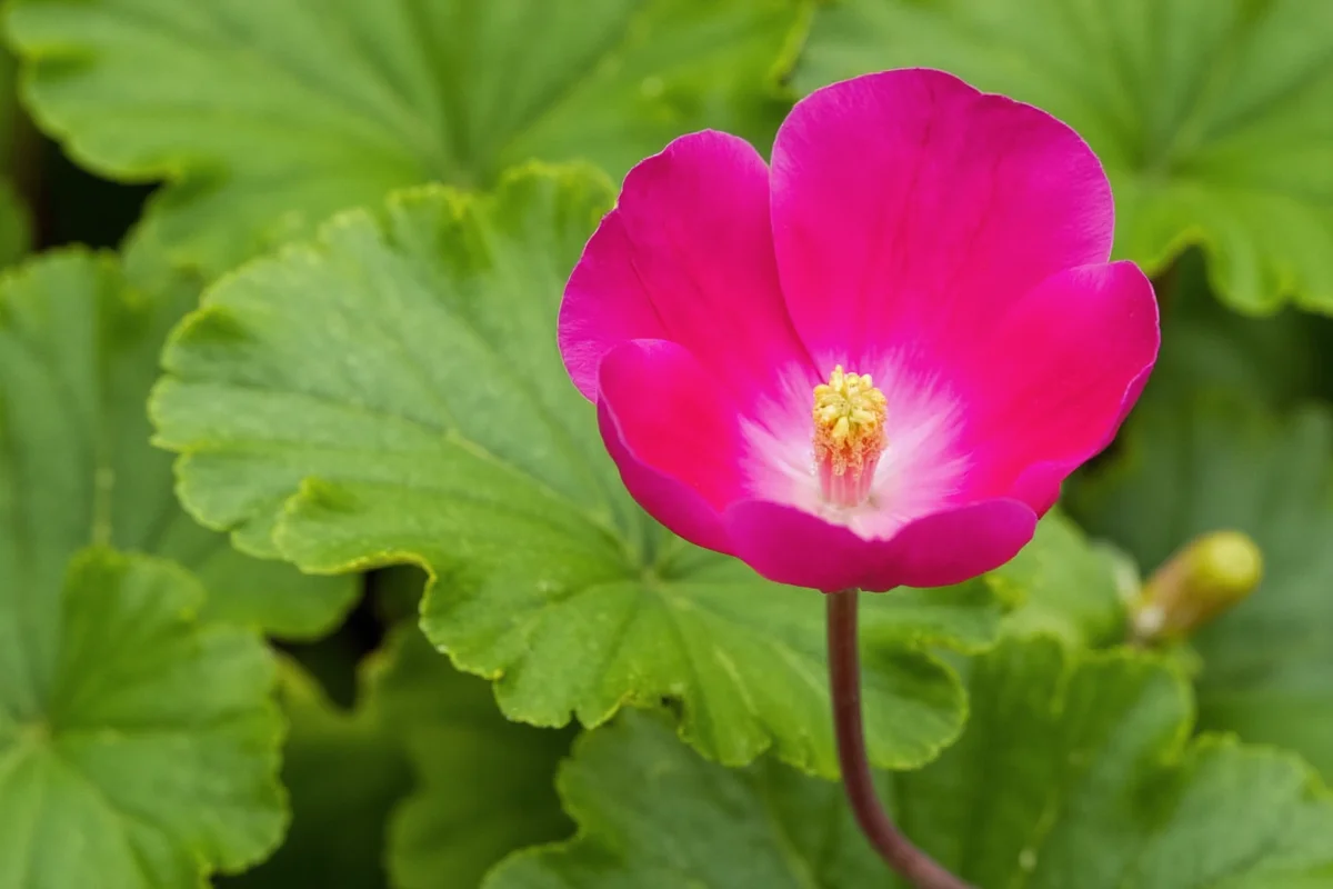 January 13 Birth Flower: Cyclamen Guide | TheHomeSprouts
